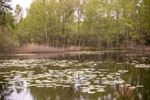 Frisgroene kleuren in de natuur