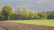 Frisgroene kleuren in de natuur
