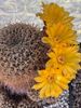 Maak kennis met de 6000 cactussen van Paul
