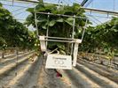 Ferm Koersel snoept van lekkere aardbeien