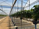 Ferm Koersel snoept van lekkere aardbeien