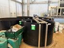 Ferm Koersel snoept van lekkere aardbeien