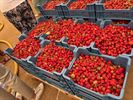 Ferm Koersel snoept van lekkere aardbeien
