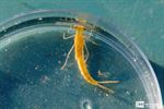 Waterdiertjes determineren in de Blokwaters