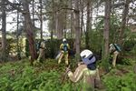 Bosbrandje in Paal