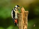 Op bezoek bij de familie Grote bonte spechten