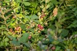 Bewoners en ex-bewoners van de Blekerheide