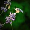 De kolibrievlinder, een heel bijzonder insect