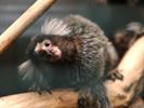 Natuurhulpcentrum ontvangt drie opvallende dieren