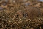 Natuurhulpcentrum ontvangt drie opvallende dieren