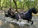 Met de paardjes naar de Witteberg