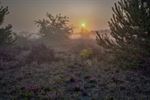 Mistige ochtend op Lommelse heide