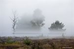 Mistige ochtend op Lommelse heide