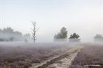 Mistige ochtend op Lommelse heide