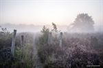 Mistige ochtend op Lommelse heide