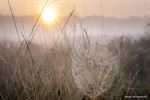 Mistige ochtend op Lommelse heide