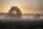 Mistige ochtend op Lommelse heide