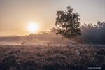 Mistige ochtend op Lommelse heide