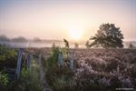 Mistige ochtend op Lommelse heide