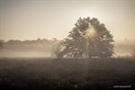 Mistige ochtend op Lommelse heide