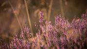 De zon komt op boven de Heuvelse Heide