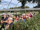OKRA Koersel smult van lekkere aardbeien