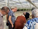 OKRA Koersel smult van lekkere aardbeien