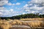 Schaapjes op de Blekerheide