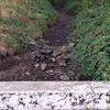 Massale vissterfte door droge Prinsenloop