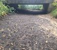 Massale vissterfte door droge Prinsenloop