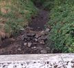 Massale vissterfte door droge Prinsenloop