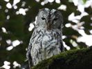 Uilen en roofvogels vliegen de vrije wereld in