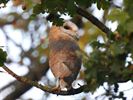 Uilen en roofvogels vliegen de vrije wereld in