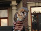 Uilen en roofvogels vliegen de vrije wereld in