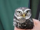 Uilen en roofvogels vliegen de vrije wereld in