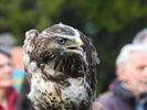 Uilen en roofvogels vliegen de vrije wereld in