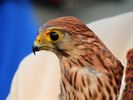 Uilen en roofvogels vliegen de vrije wereld in