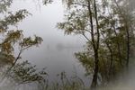 Mistige bosfoto's hebben iets magisch