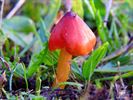 Paddenstoelen zijn echte herfstjuweeltjes