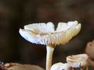 Paddenstoelen zijn echte herfstjuweeltjes