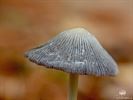 Paddenstoelen zijn echte herfstjuweeltjes