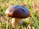 Paddenstoelen zijn echte herfstjuweeltjes