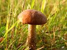 Paddenstoelen zijn echte herfstjuweeltjes