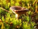 Paddenstoelen zijn echte herfstjuweeltjes