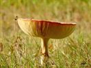 Paddenstoelen zijn echte herfstjuweeltjes