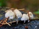 Paddenstoelen zijn echte herfstjuweeltjes