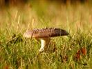 Paddenstoelen zijn echte herfstjuweeltjes