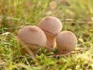 Paddenstoelen zijn echte herfstjuweeltjes