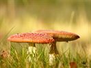 Paddenstoelen zijn echte herfstjuweeltjes