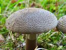 Paddenstoelen zijn echte herfstjuweeltjes